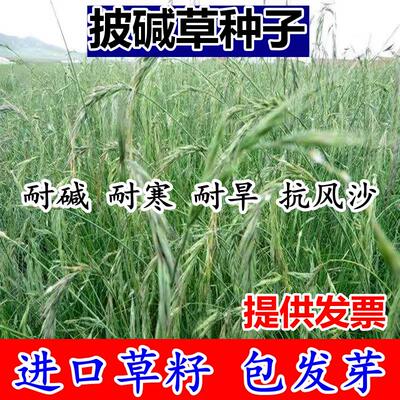 披碱草种子耐寒旱盐地籽护