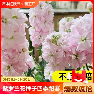 紫罗兰花种子四季播种耐寒易活百日草花籽庭院阳台绿化花卉种籽孑