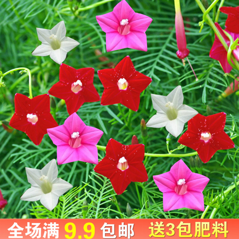 羽叶茑萝种子四季开花庭院爬藤攀援植物五角星牵牛花种孑花卉种籽