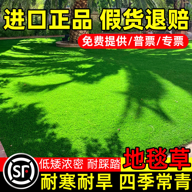 草坪籽四季常青免修剪矮生