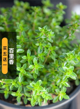 欧洲百里香种子胡椒可食用