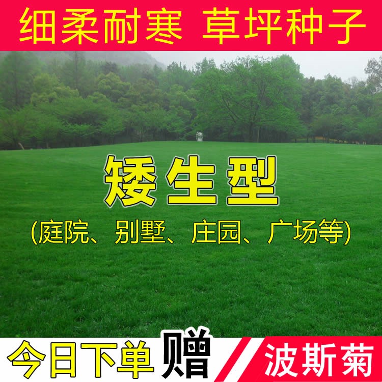 矮生草种籽坪子庭院别墅绿