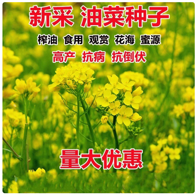 油菜花种子室外高产观赏食用