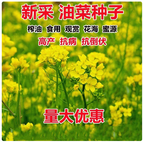 油菜花种子室外高产观赏食用