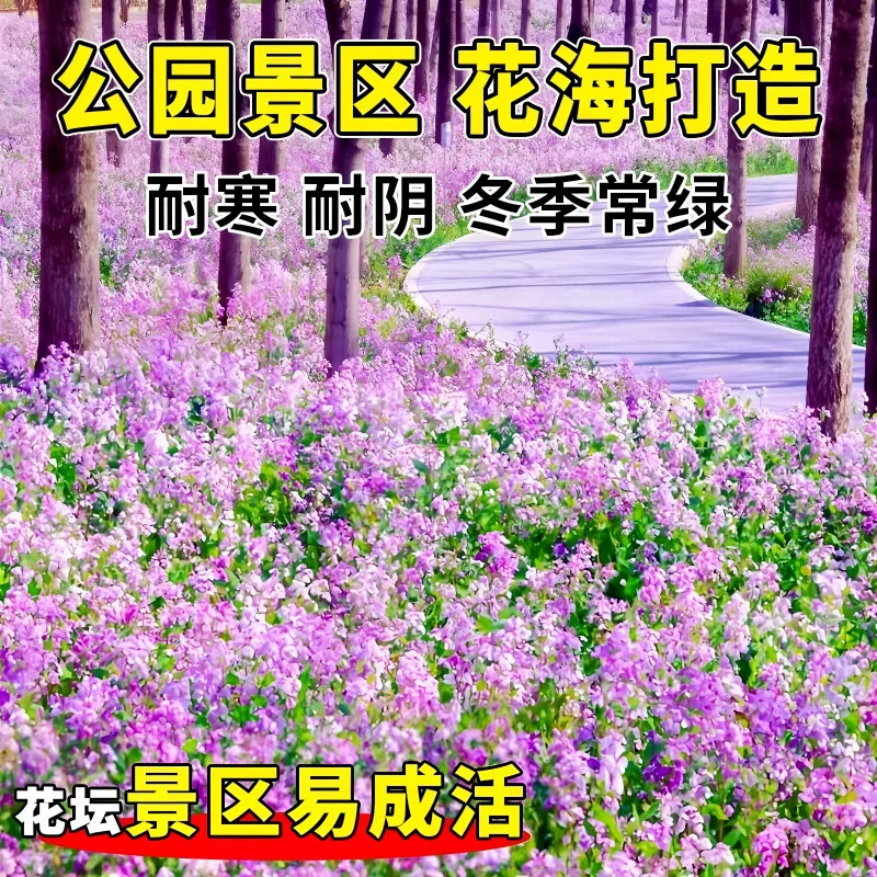 二月兰花种子四季播种早春开花