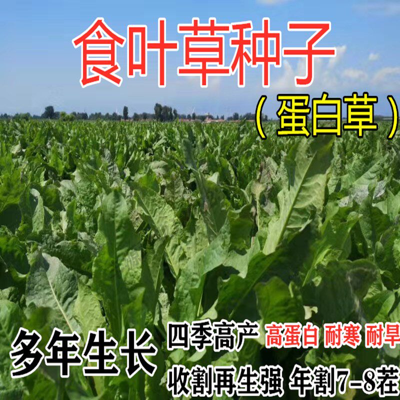 蛋白草四季鸡鸭优质草籽牛羊高产草食用猪叶草种子牧草食鹅鱼种籽