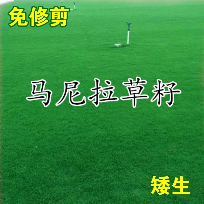 马尼拉草籽坪种子免修剪护