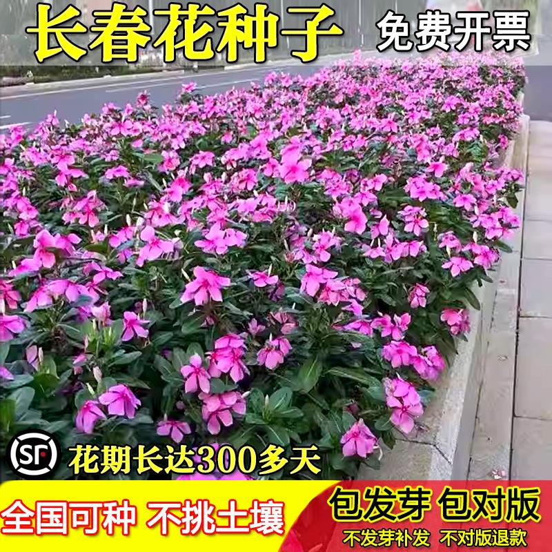 长春花种籽子四季播种开花五叶梅日日春庭院花坛阳台盆栽宿根花籽