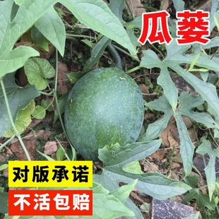 瓜蒌种子籽苗中药材种子食用干净无杂吊瓜栝楼四季播种野生瓜蒌皮