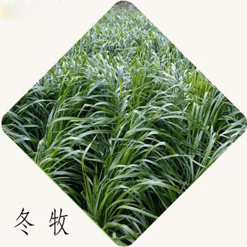 牧草种子多年生黑麦草种子耐寒冬牧70种子养牛羊鸡鹅鱼苜蓿草种籽