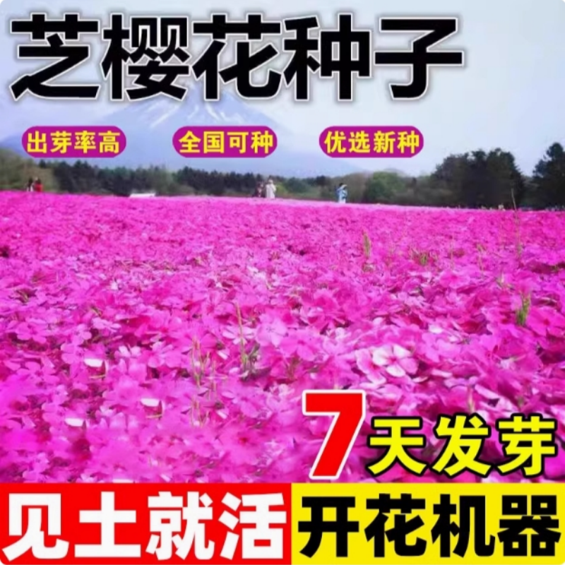 芝樱花种籽子四季开花福禄考花籽孑地被植物花卉种子次日播种速生