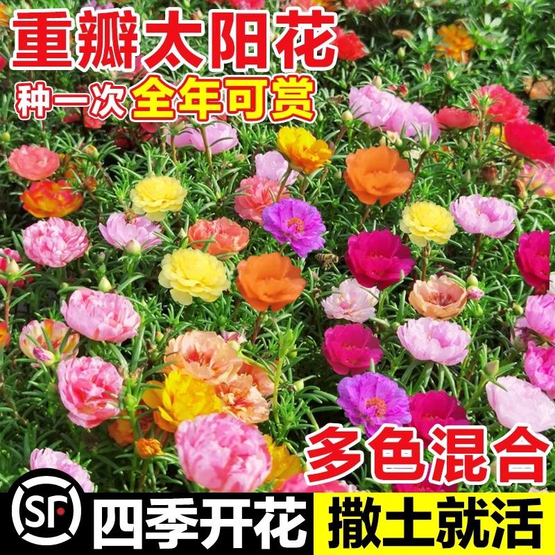 重瓣太阳花种孑籽子室内外