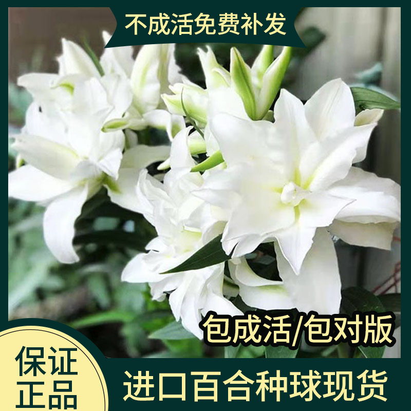 香水百合种球鲜花盆栽种子籽花根百合花种球带芽重瓣浓香型花卉