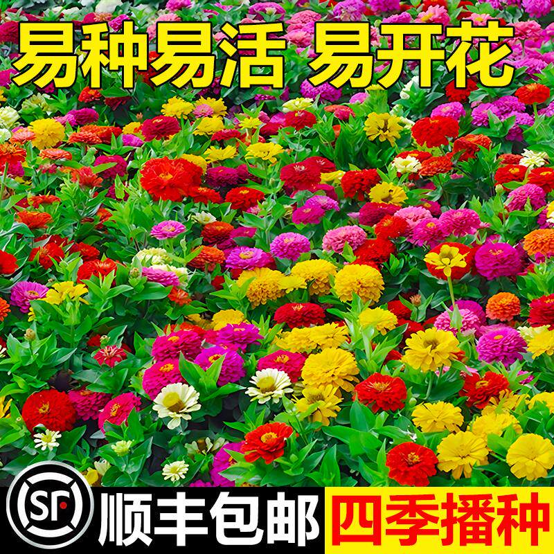 矮杆百日草花籽混色菊种子