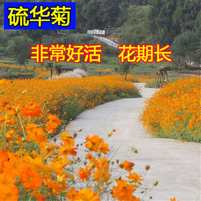 硫华菊花籽四季播种开黄波斯