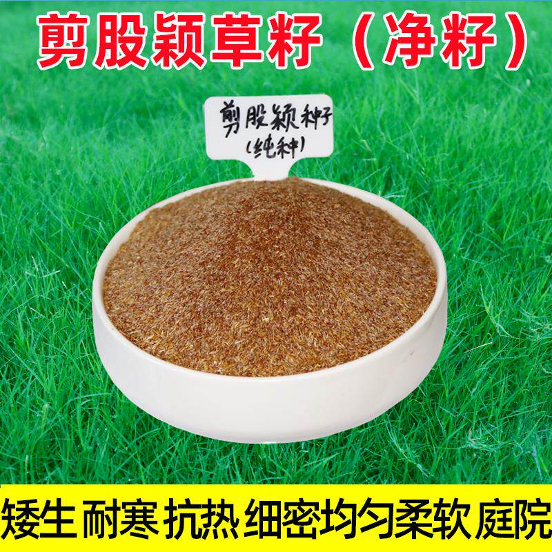 进口剪股颖种子草坪种子四季青高羊茅早熟禾红白三叶草狗牙根耐寒