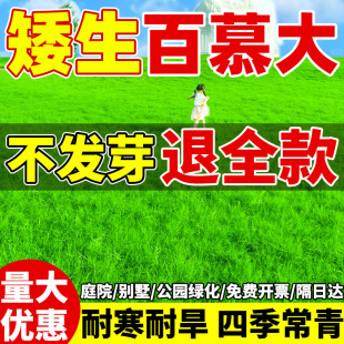 四季常青百慕大草籽矮生免修剪草坪草籽别墅庭院绿化耐寒旱草种子
