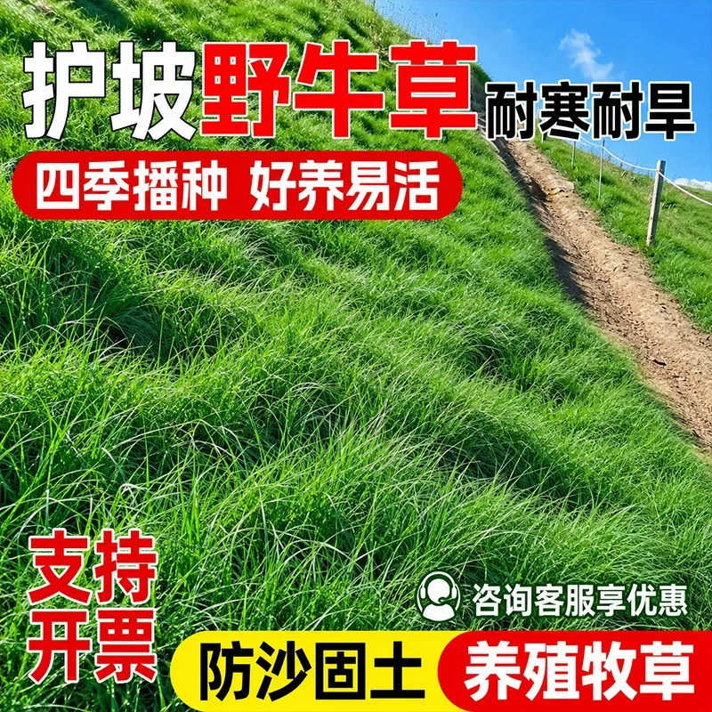 野牛草草籽耐寒耐旱耐贫瘠边坡护