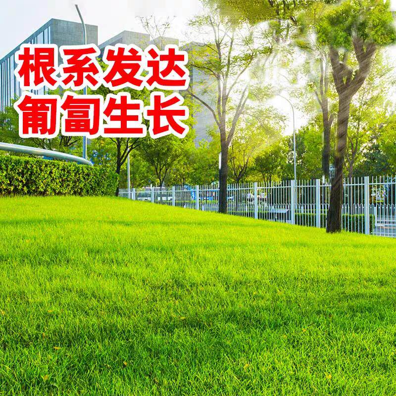 草坪籽四季常青果岭种子绿