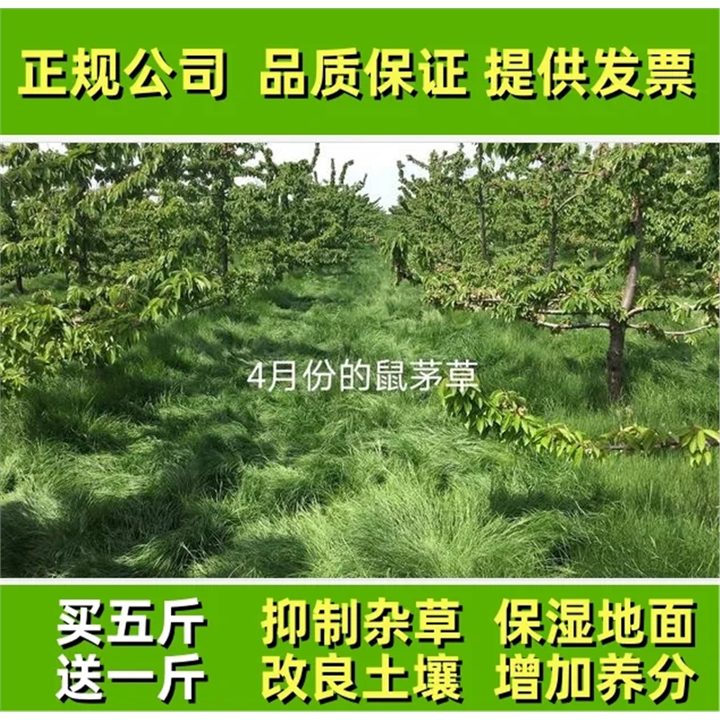 正宗鼠茅草种子多年生果园