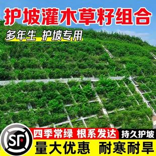 护坡草坪草籽耐寒黑麦草绿化固土狗牙根种子耐旱矿山复绿草种籽子