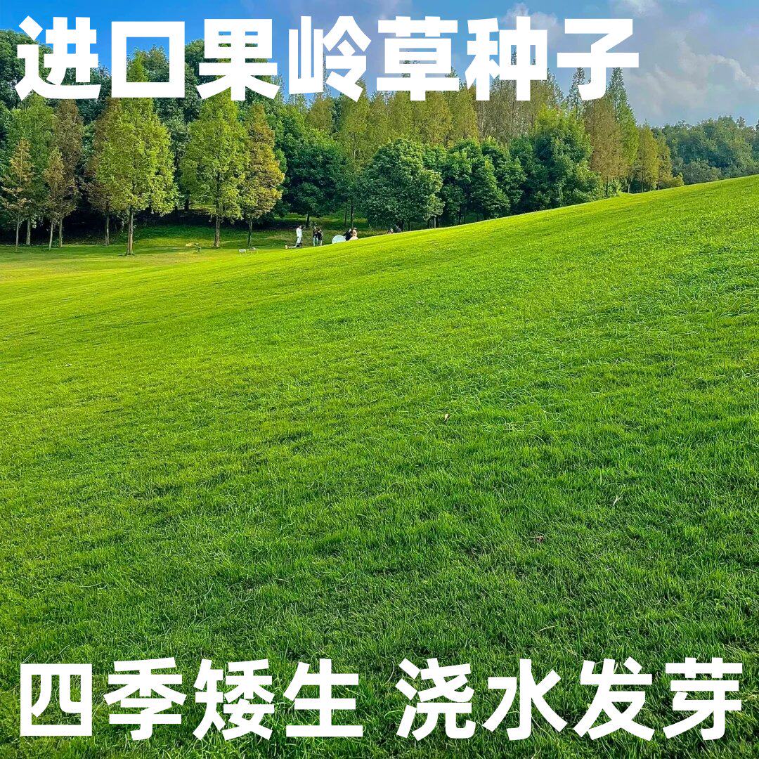 进口果岭草草籽草坪种子庭院高档矮生草籽四季青耐寒工程绿化草籽