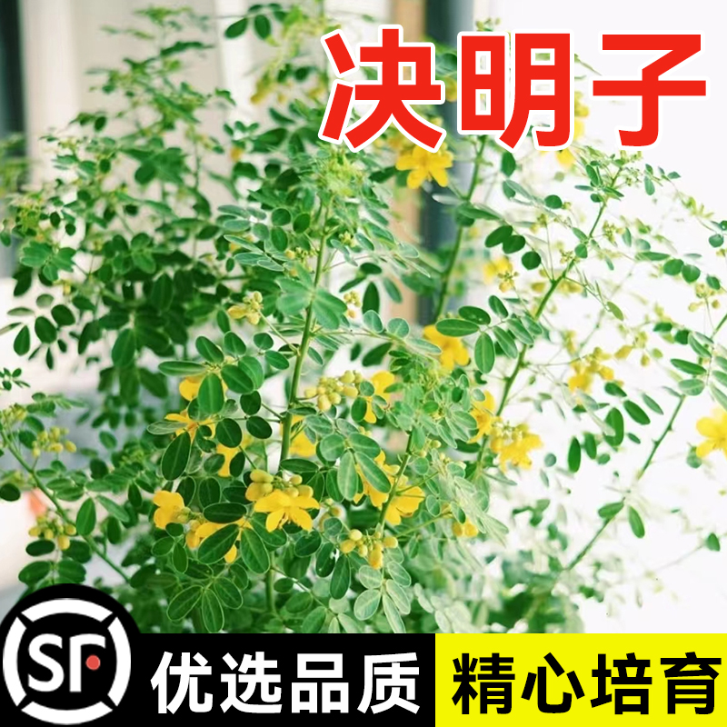 新决明子种药材假绿豆灌木