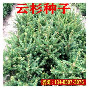 云杉种子当年新采云杉树种子云杉籽一级新种颗粒饱满出苗率高松树
