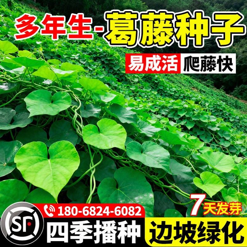 葛藤种子护坡固土矿山复绿工程绿化多年生爬藤植物生态修复草籽子