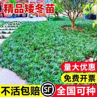 精品矮麦冬草玉龙草庭院草坪绿化地被植物细叶金边耐寒小麦冬草苗