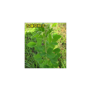 长镰草种子 响铃草 墓地草坪种子 耐旱耐贫瘠 四季青草籽 坟头草