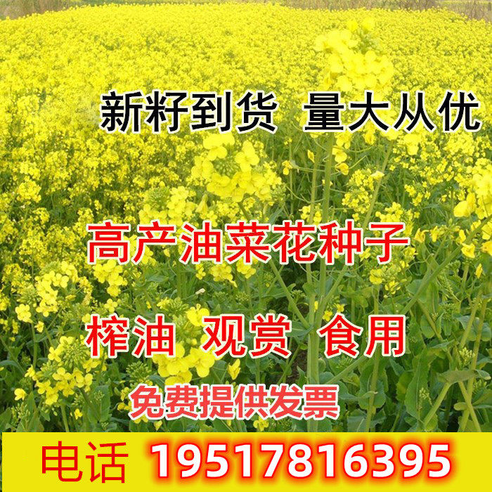 彩色油菜花种子庭院景观七彩油菜籽耐寒室外花海花草种籽高产种籽