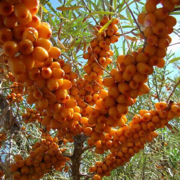 沙棘种子新采大果沙棘种籽南方北方庭院植物护坡灌木草种籽子包邮