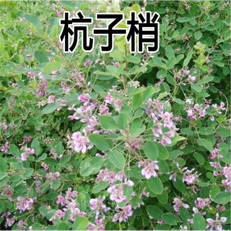 杭子梢种护坡灌木多年生观