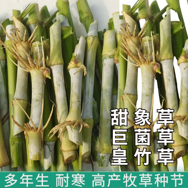双芽甜象草种节3号无毛多年生耐寒皇竹草巨菌草红象草喂牛羊牧草