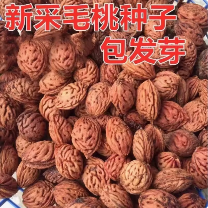 毛桃种子毛桃核山杏子树桃树种子山桃种子可做嫁接梅花砧木果树籽