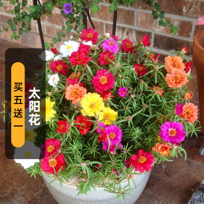 太阳花种子200粒死不了松叶牡丹