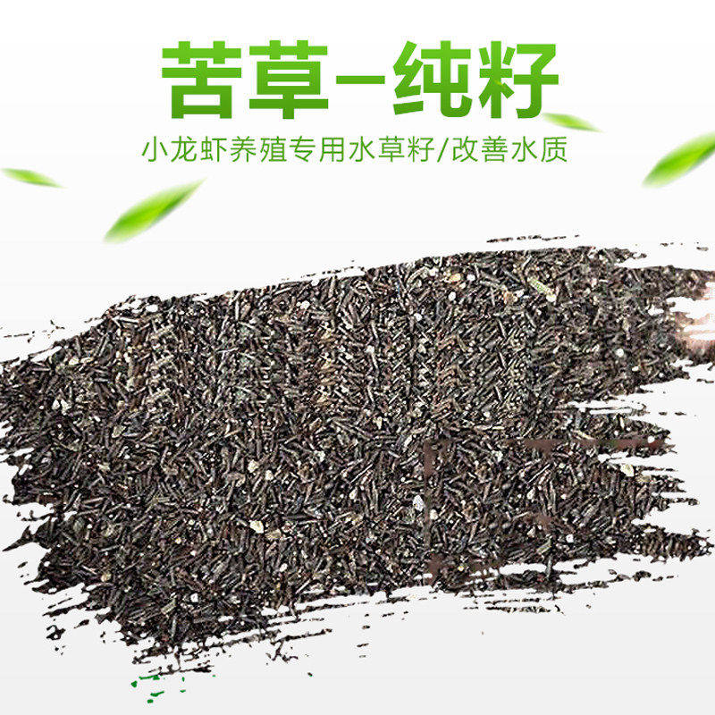 苦草种子纯籽水韭菜扁担草养殖鱼