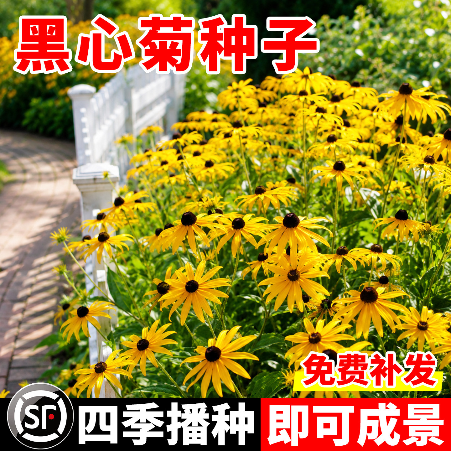 黑心菊种子多年生四季播种易活花图片