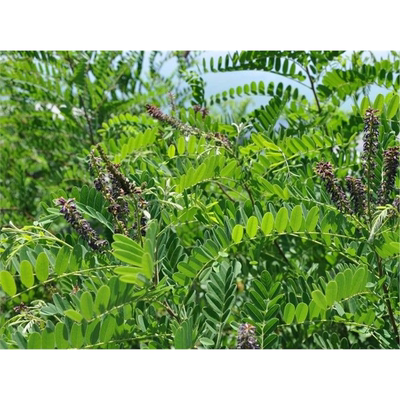 灌木草籽山毛豆田箐紫穗槐
