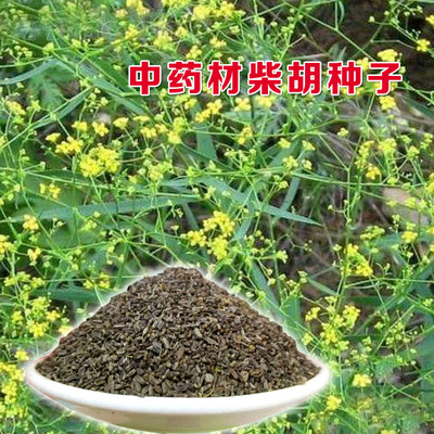 散装柴胡种子中草药材四季