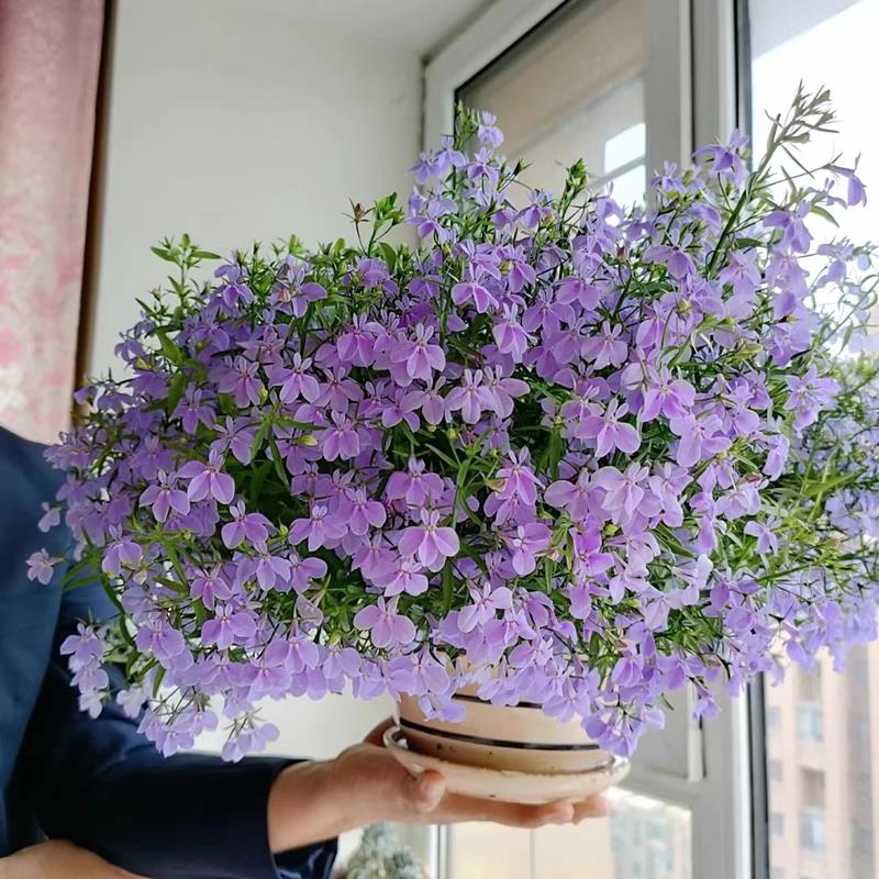 六倍利醉蝶花四季播种开室