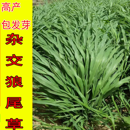 牧草种子南方多年生四季高