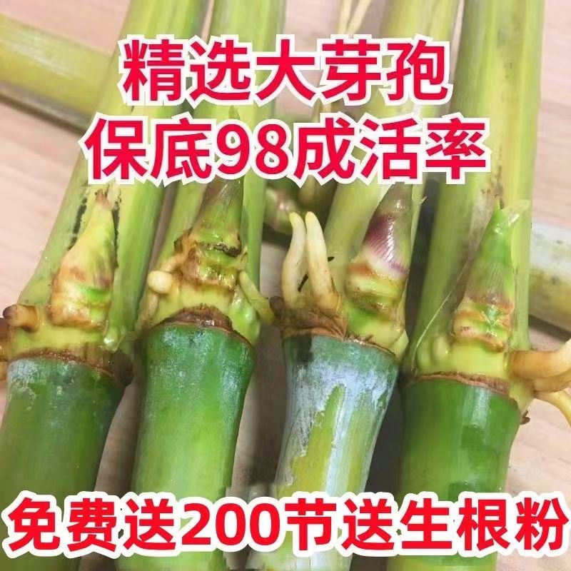 大叶皇竹草无毛甜象3号种