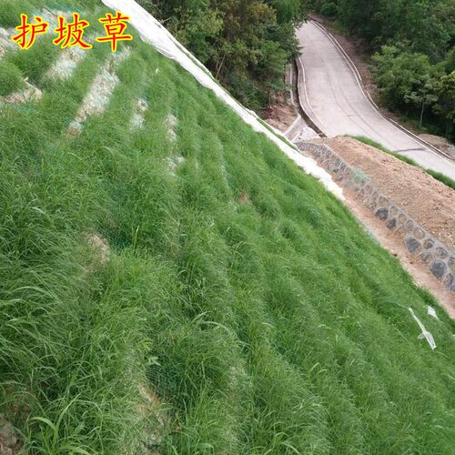 护坡灌木种子紫穗槐刺银合