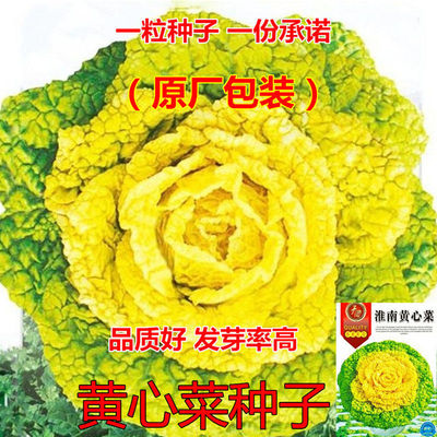 黄心乌菜种籽秋季耐寒子正宗