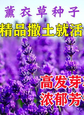 薰衣草种子孑籽花苗见土就