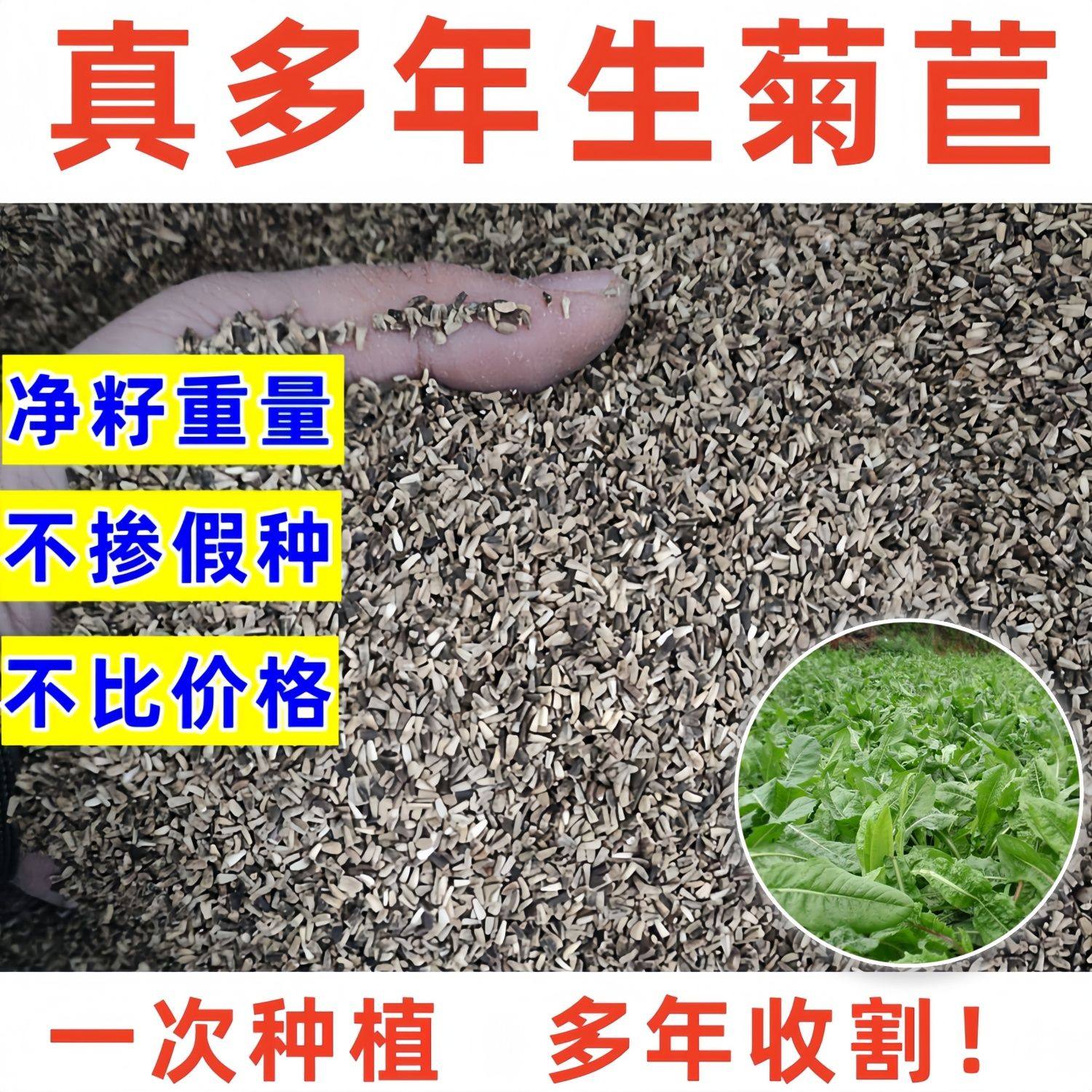 菊苣种子大叶宽养殖草籽猪