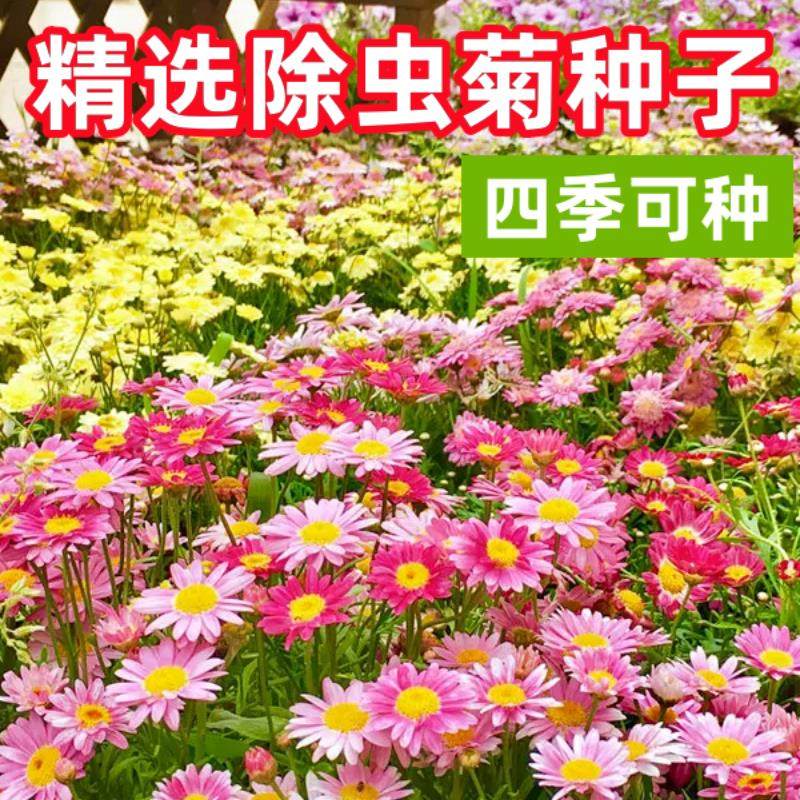 除虫菊花种子防虫种孑室内花种籽子驱蚊虫植物花籽一年四季都开花,鲜花速递/花卉仿真/绿植园艺,家庭园艺种子,淘宝优惠券,粉丝福利购,淘宝优惠卷