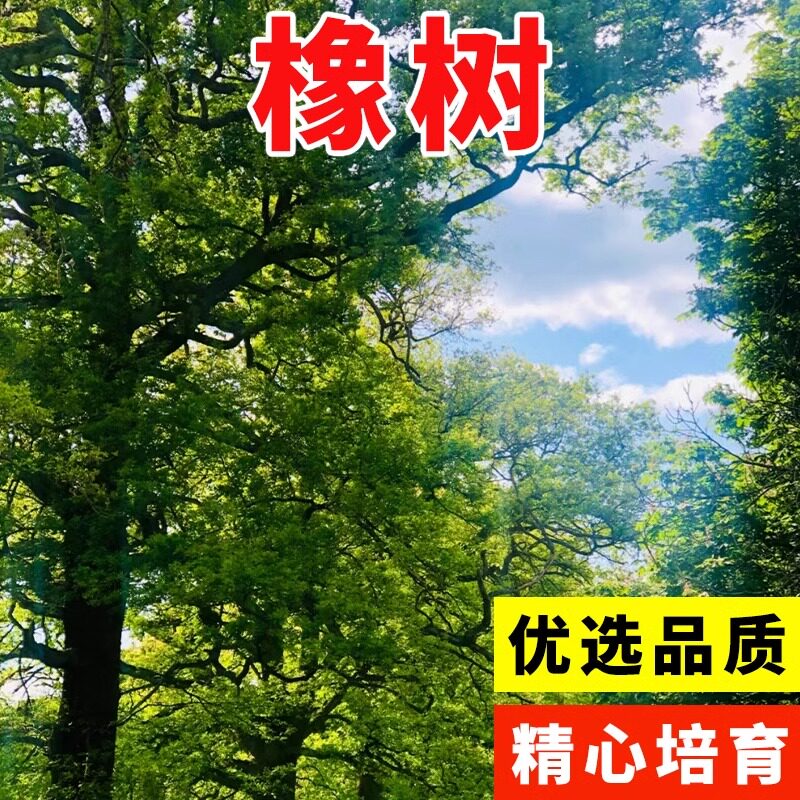优质林木种子 橡树种子 新采苗木种子 栎树种子 栗茧 蒙古栎